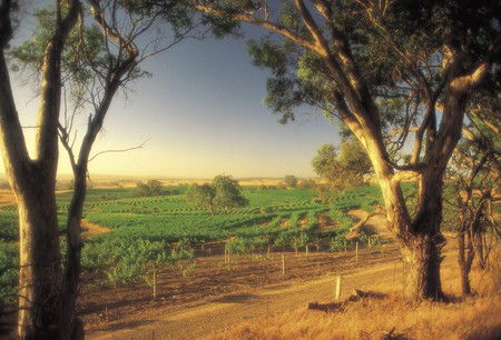 BIG 4 Barossa Tourist Park - Holiday Jervis Bay 5