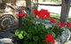 Adelaide Hills Country Cottages - Gum Tree Cottage - thumb 3