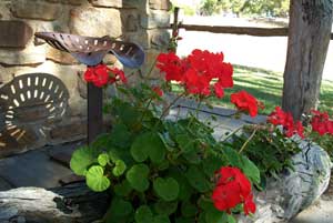 Adelaide Hills Country Cottages - Gum Tree Cottage - Holiday Jervis Bay 3