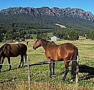 Hurlfield Farm Cottage - Holiday Jervis Bay