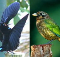Chambers Wildlife Rainforest Lodges - Holiday Jervis Bay