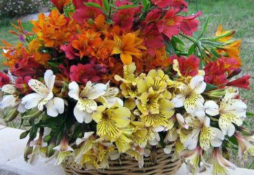 Huon Valley Bed And Breakfast - Holiday Jervis Bay 3