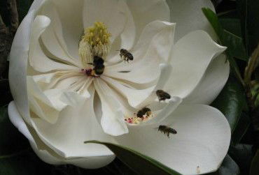 Huon Valley Bed And Breakfast - Holiday Jervis Bay 5