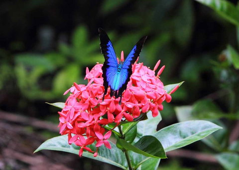 Daintree Secrets (Award Winning Retreat) - Holiday Jervis Bay 5