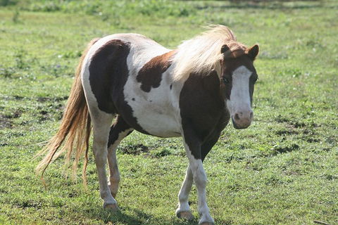 Lee Farmstay - Holiday Jervis Bay 4