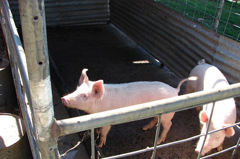 Lee Farmstay - Holiday Jervis Bay 6