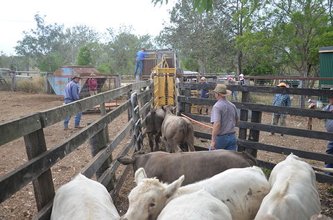 Lee Farmstay - Holiday Jervis Bay 7