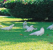 Aurora Kakadu - Holiday Jervis Bay