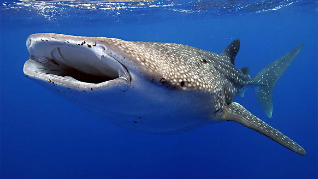 Exmouth Holiday Homes - Holiday Jervis Bay