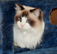 Crufts K9 Lodge amp Cat Hotel - Holiday Jervis Bay