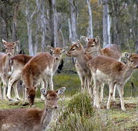 Lake Leake Chalet - Holiday Jervis Bay