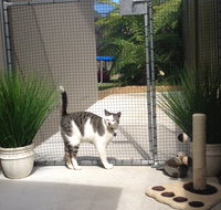 Caringbah Cat Hotel - Holiday Jervis Bay