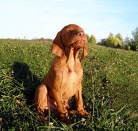 Wingham Pet Motel - Holiday Jervis Bay