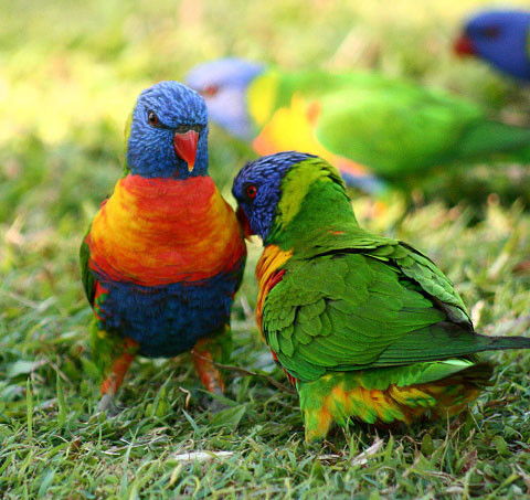 Shambhala Retreat Magnetic Island Cottages - Holiday Jervis Bay 8