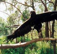 Curlew Hill Sanctuary - Holiday Jervis Bay