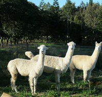 Blackwattle Farm BampB and Farm Stay - Holiday Jervis Bay