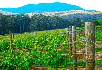 Valley Farm Vineyard Cottages - Holiday Jervis Bay 10