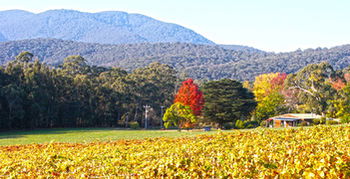 Valley Farm Vineyard Cottages - Holiday Jervis Bay 11