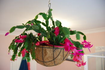L'Auberge Angara Bed And Breakfast - Holiday Jervis Bay 41