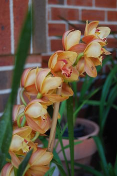 L'Auberge Angara Bed And Breakfast - Holiday Jervis Bay 42