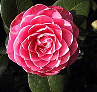 Cloverlea Gardens Bed and Breakfast - Holiday Jervis Bay