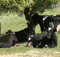 Willy's Holiday House - Holiday Jervis Bay