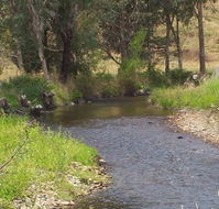 Murphy's Cabin - Holiday Jervis Bay