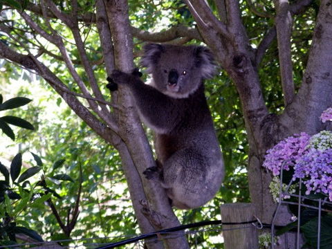 Adelaide Hills Bed & Breakfast Accommodation - Holiday Jervis Bay 4