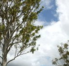 Glen Villa Resort and Tourist Park Casino - Holiday Jervis Bay