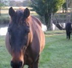 Reynella Kosciusko Rides Accommodation - Holiday Jervis Bay