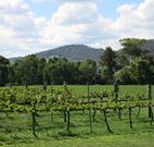 Jessica's Guest House and Vineyard - Holiday Jervis Bay