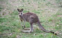 Calurla Chalets And Cottages - Holiday Jervis Bay 1