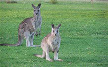 Leslie Cottage - Holiday Jervis Bay 6