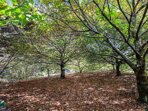 Cape Cottages - Holiday Jervis Bay 4