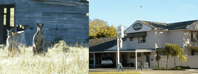 Acacia Motor Inn - Holiday Jervis Bay 5