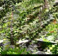 Daintree Ecolodge - Holiday Jervis Bay