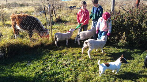 Dairy Park Farm Stay Bed And Breakfast - Holiday Jervis Bay 2