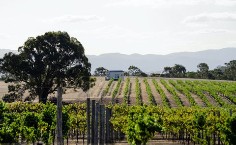 Hounds Run Vineyard - Holiday Jervis Bay 1