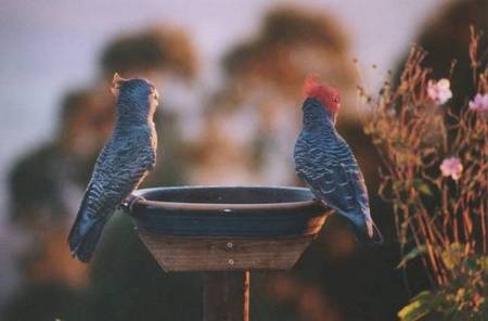 Lyrebird Cottages - Holiday Jervis Bay 2