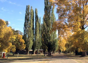 Omeo Caravan Park - Holiday Jervis Bay 0