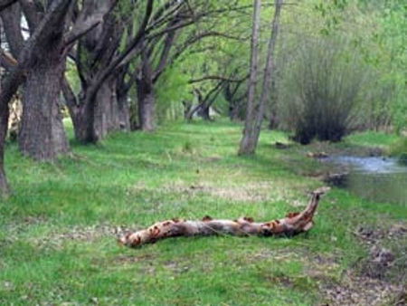 Omeo Caravan Park - Holiday Jervis Bay 3