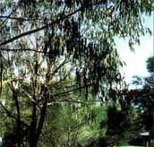 Mallacootas Shady Gully Caravan Park