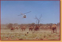 Kings Creek Station - Holiday Jervis Bay 2