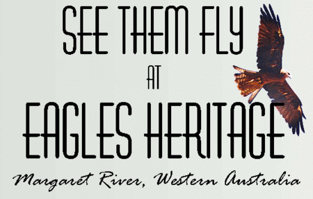 Eagles Heritage Raptor Wildlife Centre - Holiday Jervis Bay