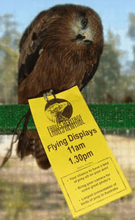 Eagles Heritage Raptor Wildlife Centre - Holiday Jervis Bay 1