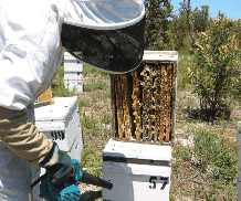 The House Of Honey - Holiday Jervis Bay 0