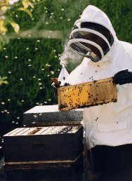 The House Of Honey - Holiday Jervis Bay 3