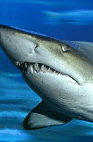 The Aquarium Of Western Australia - Holiday Jervis Bay 2