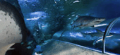 The Aquarium Of Western Australia - Holiday Jervis Bay 3