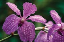 Richmond Wellness Centre - Holiday Jervis Bay 2